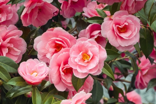 Camellia japonica rubra simplex